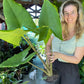 Giant Alocasia Zebrina