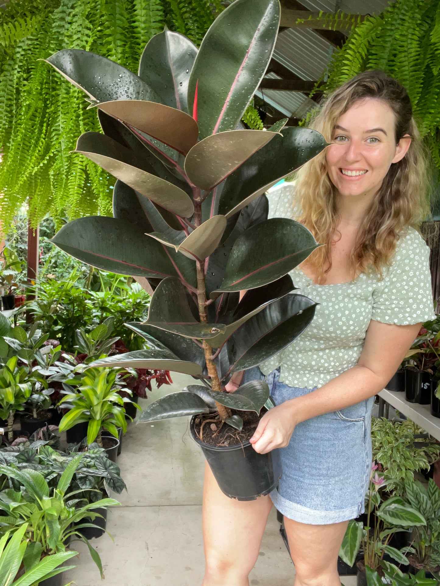 Burgundy Rubber Tree