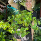 Grape Ivy Hanger