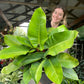 Philodendron Imperial Green PRE-ORDER