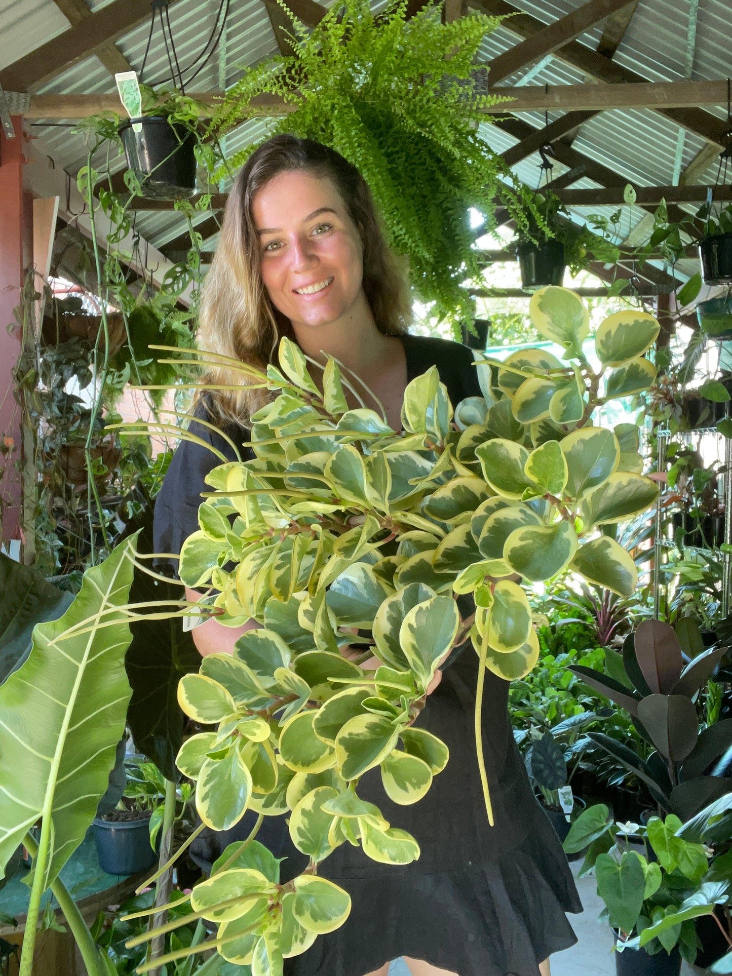 Peperomia Variegated