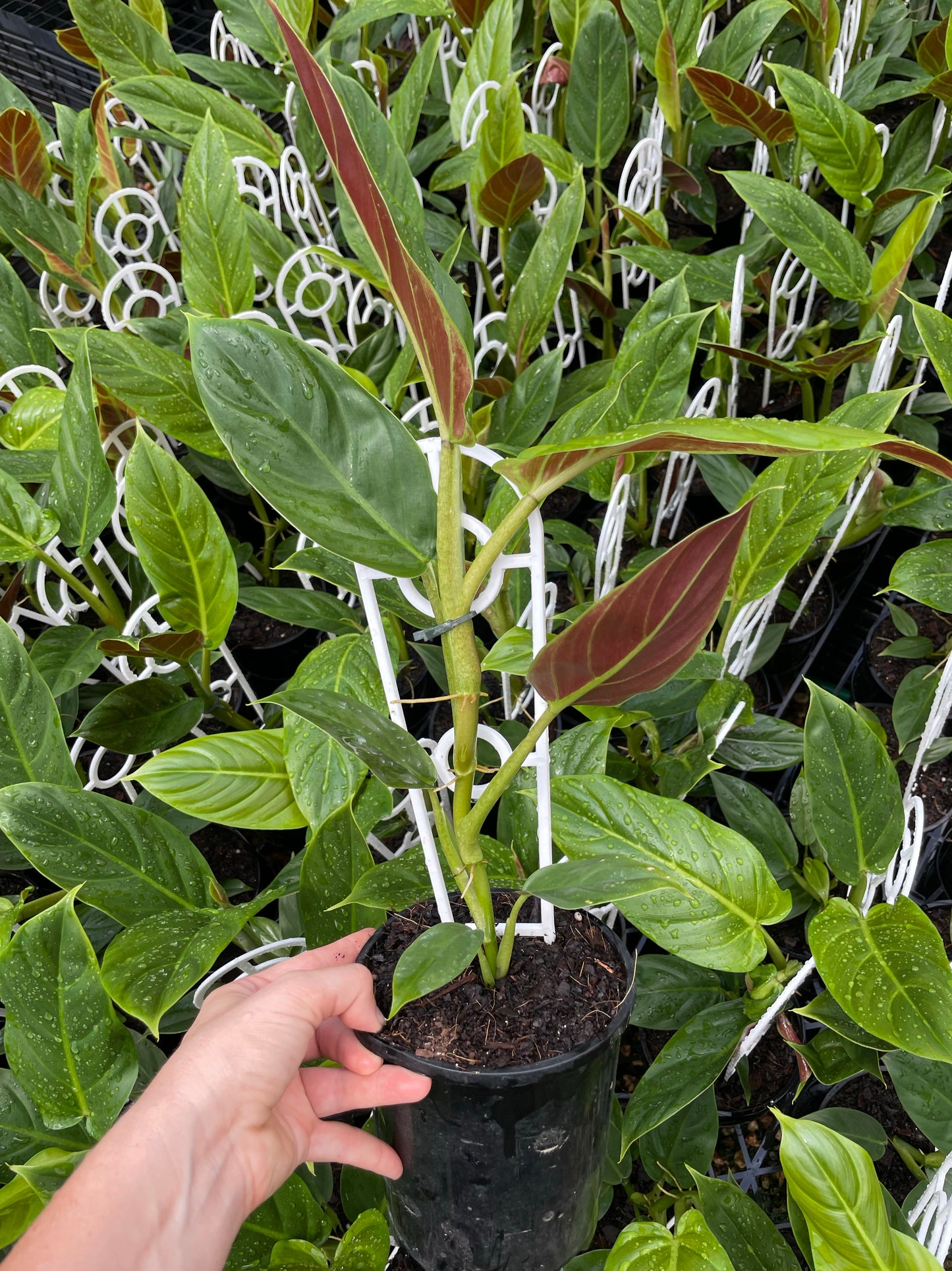 Philodendron subhastatum