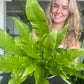 Crocodile Fern