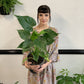 Alocasia Cucullata