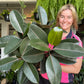Ficus Burgundy