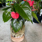 Anthurium Water Glass