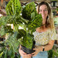 Dieffenbachia Reflector