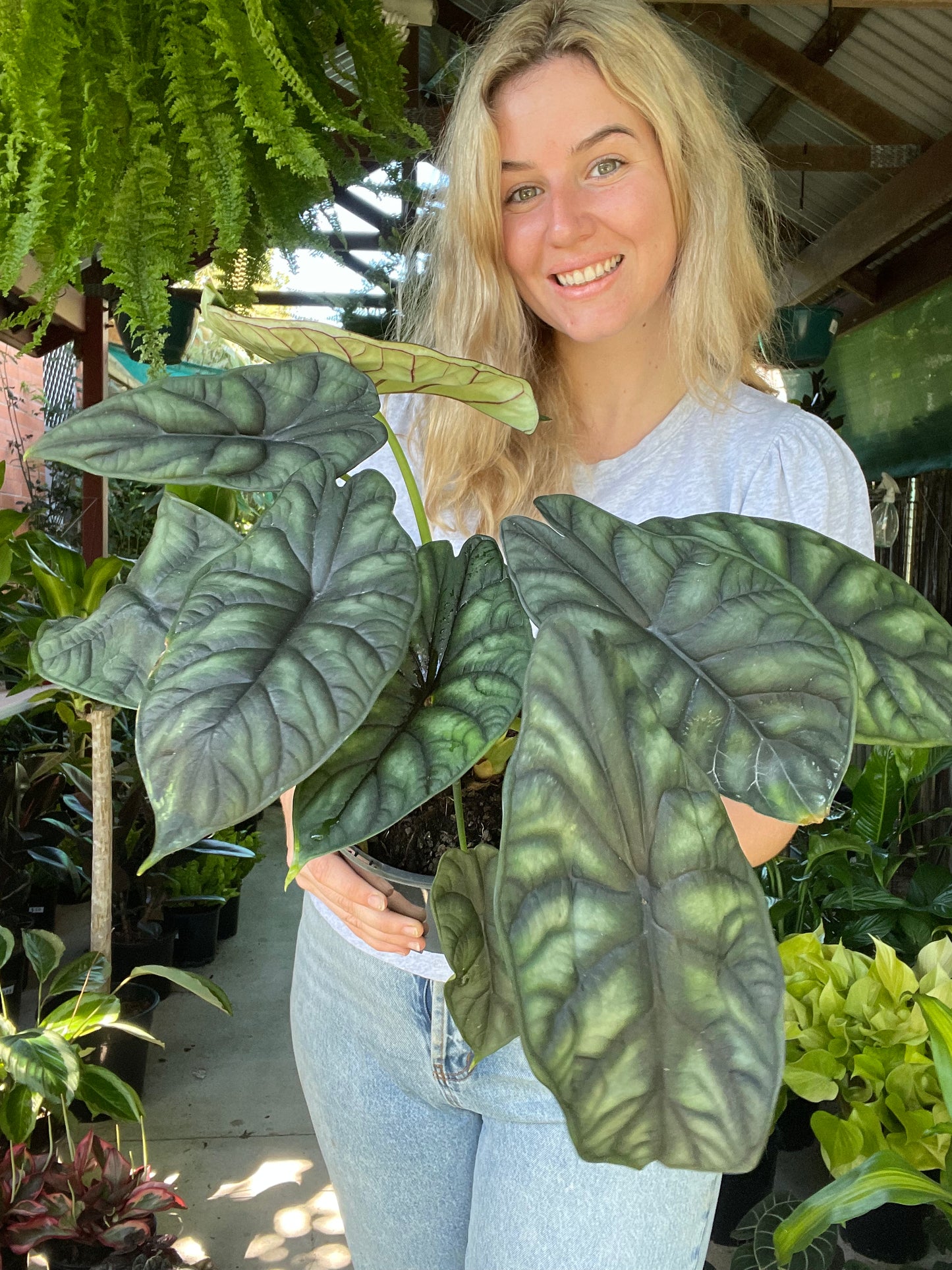 Alocasia Dragon Scale