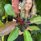 Philodendron Red Sun