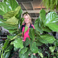 Giant Fiddle Leaf Fig