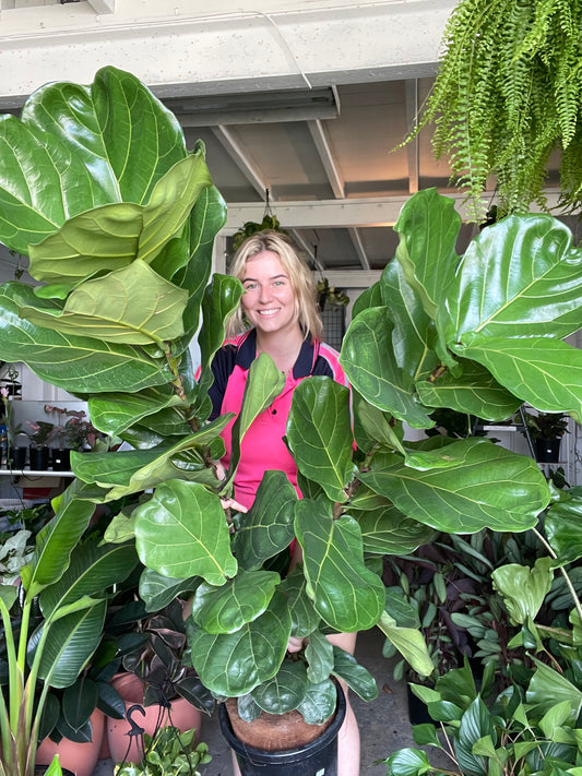 Giant Fiddle Leaf Fig