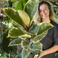 Ficus Tineke
