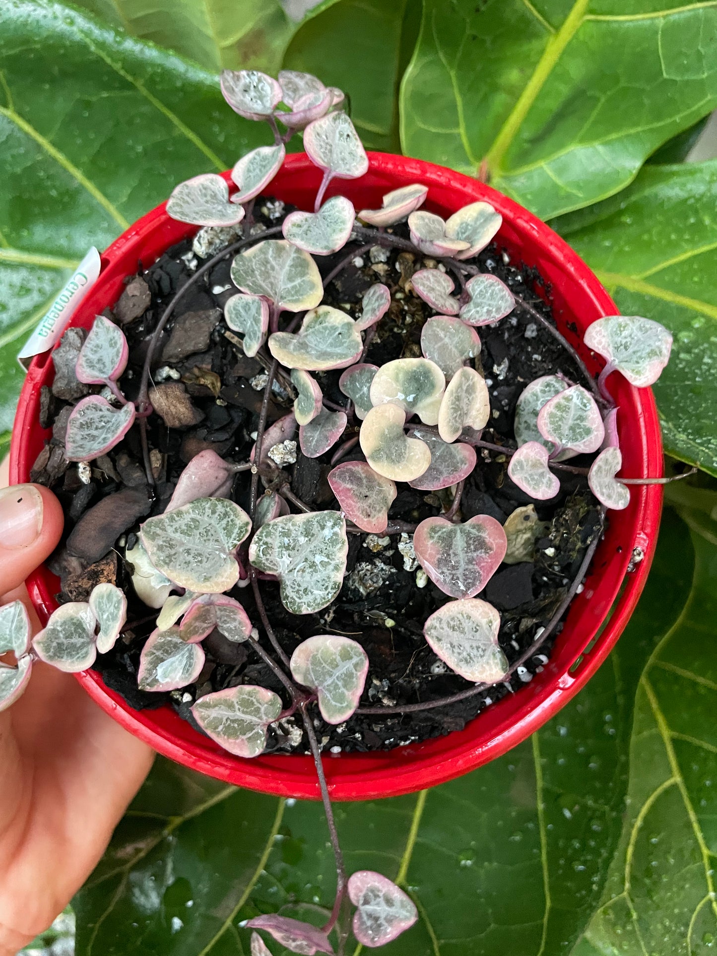 Variegated Chain of Hearts