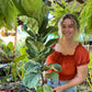 Fiddle Leaf Fig