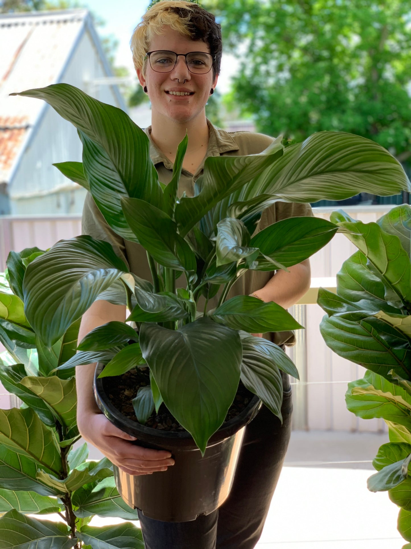Giant Peace Lily -DUBBO DELIVERY ONLY