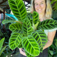 Calathea Zebrina