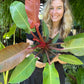 Philodendron Red Sun
