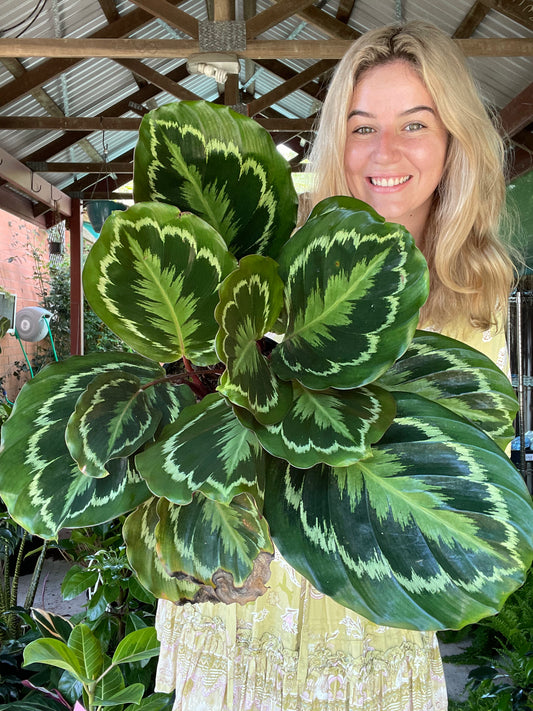Calathea Medallion