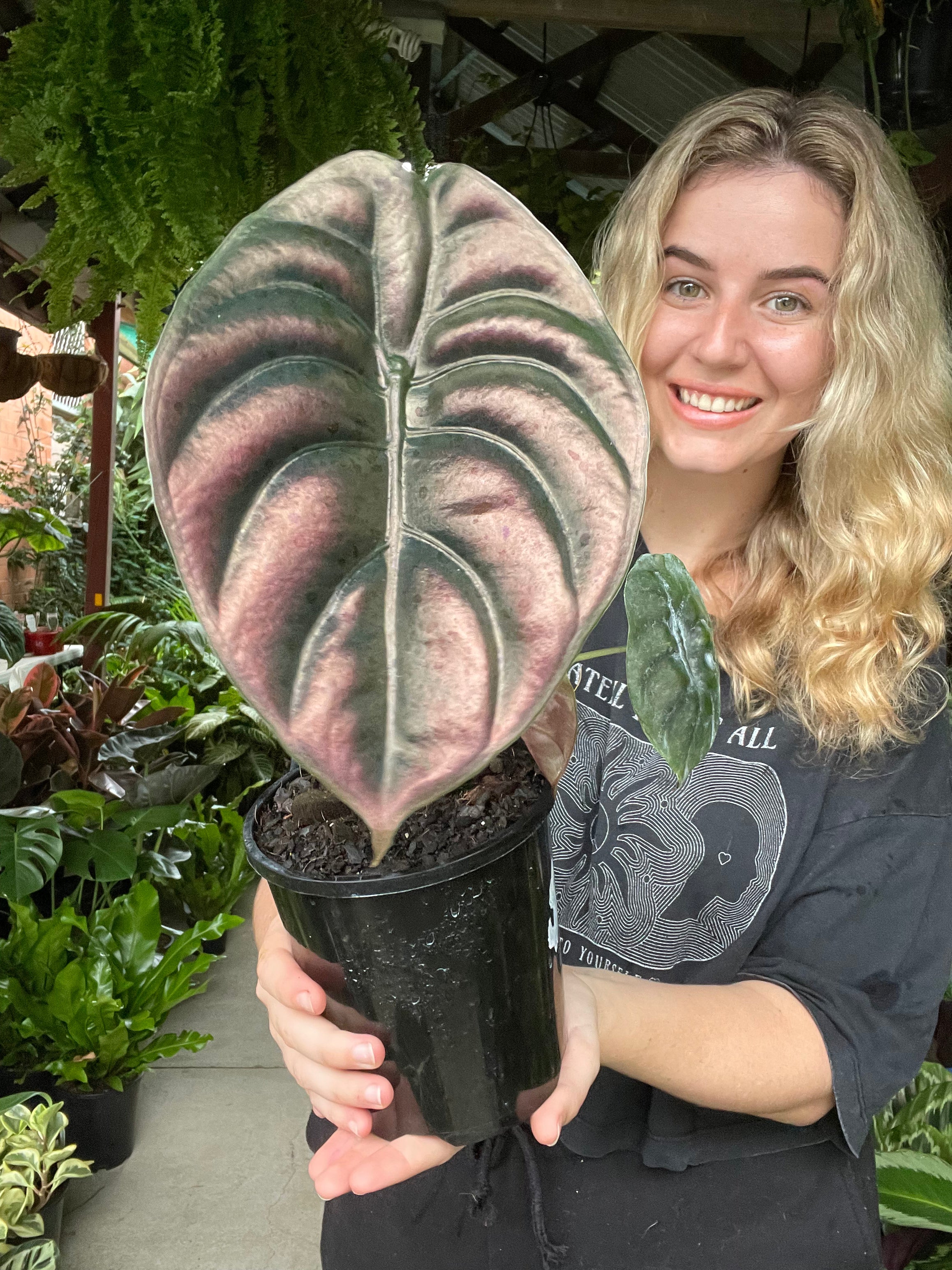 Alocasia Deweys Reversa – The Jungle Plant Co