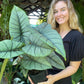 Alocasia Bisma Silver