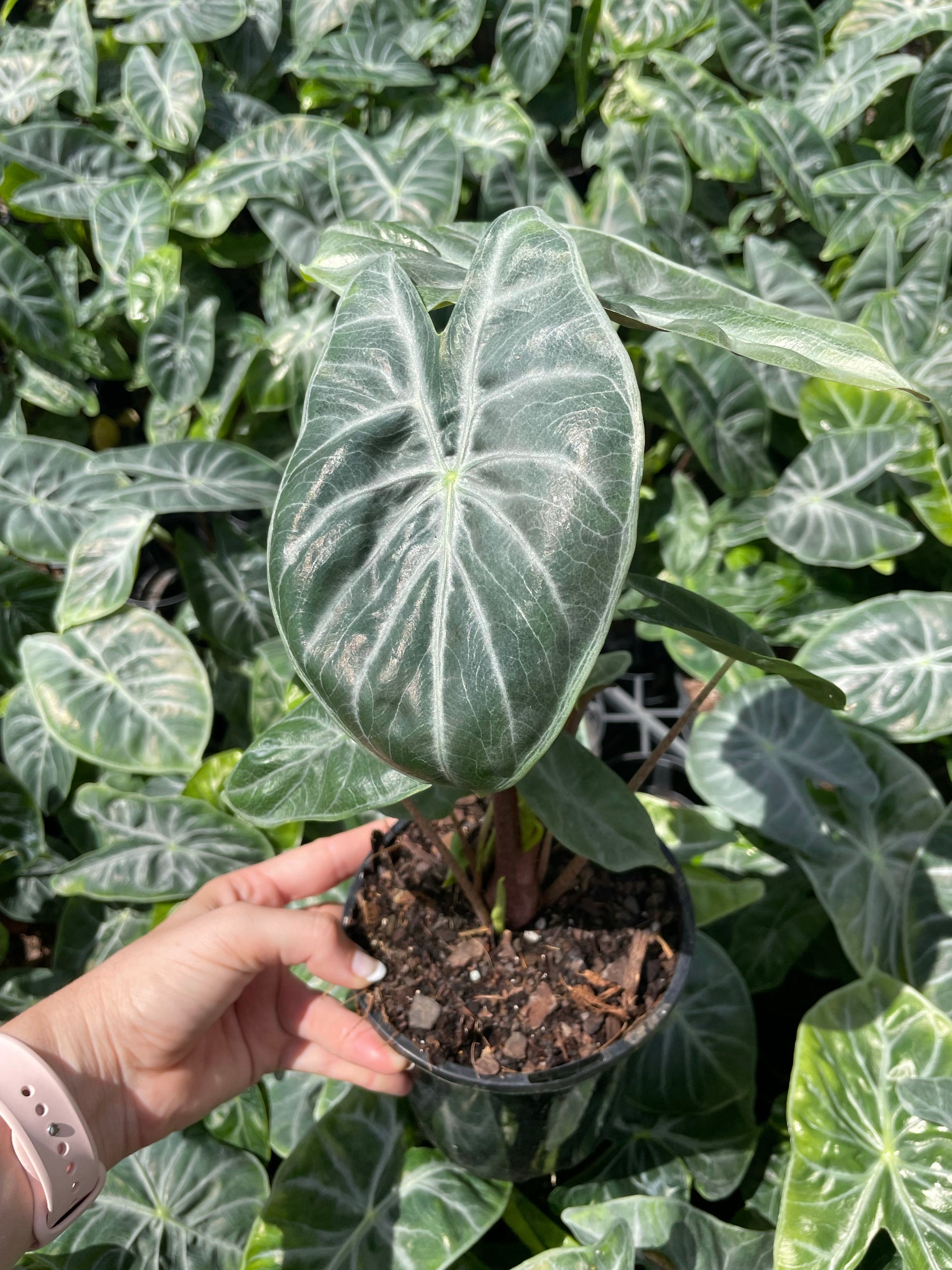 Alocasia Morocco – The Jungle Plant Co