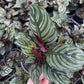 Calathea Pinstripe
