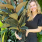 Burgundy Rubber Tree