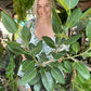 Large Ficus Audrey