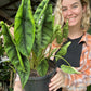 Alocasia Venusta