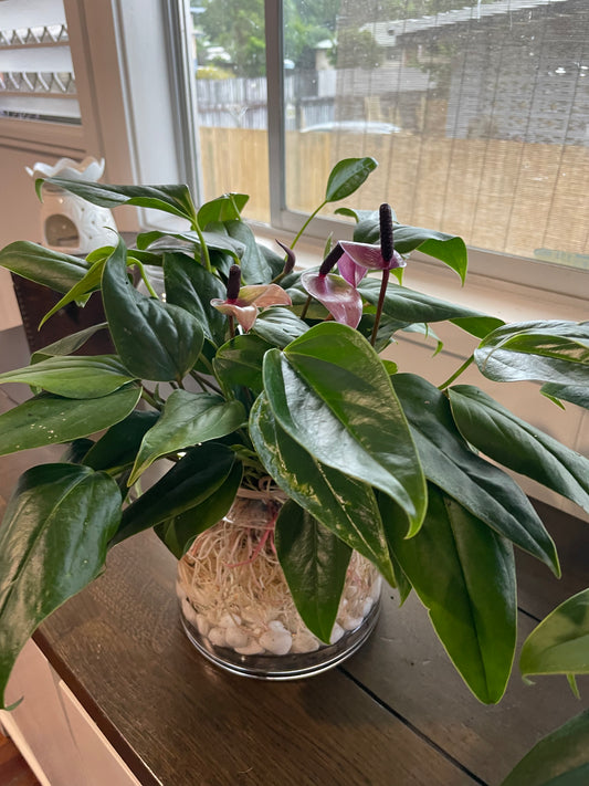 Anthurium Water Glass