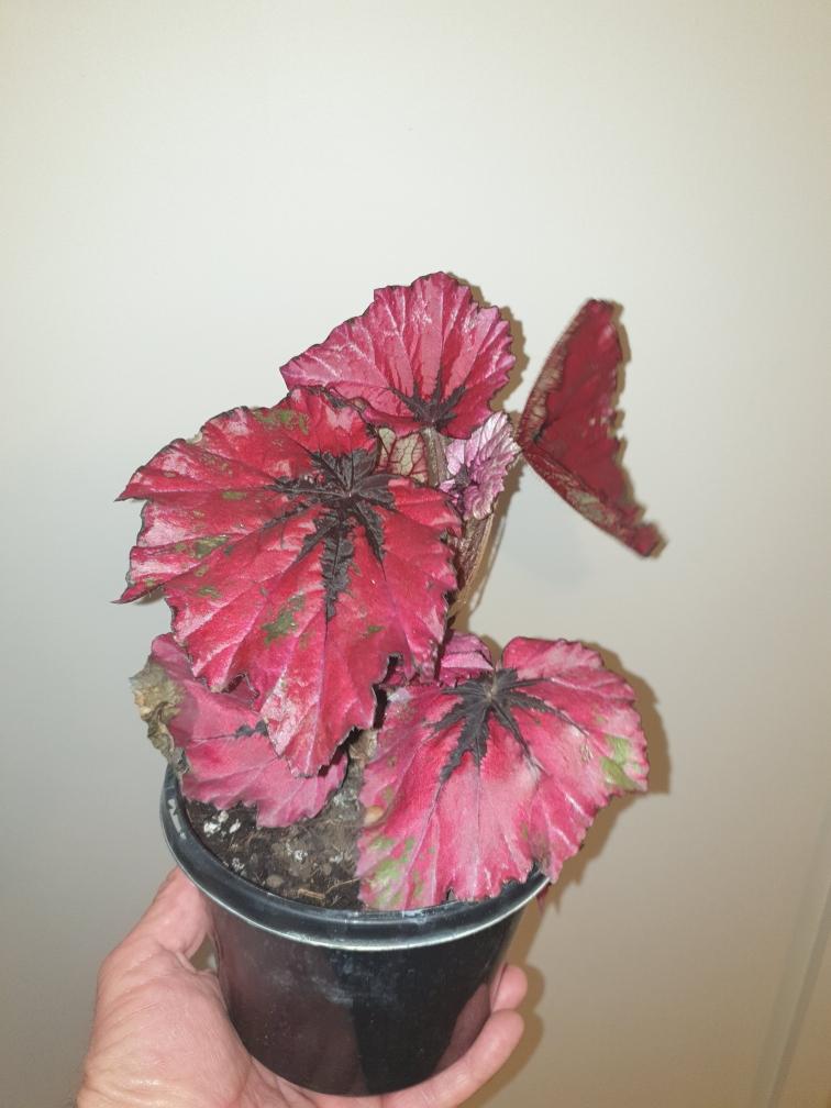 Begonia Ruby Slippers - DUBBO ONLY