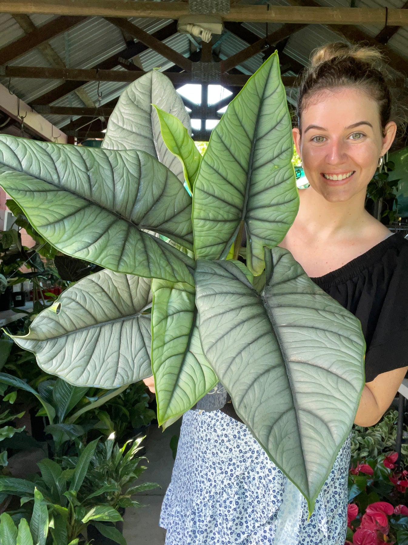 Alocasia Bisma Silver – The Jungle Plant Co