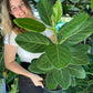 Ficus Audrey