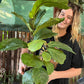 Fiddle Leaf Fig 200mm