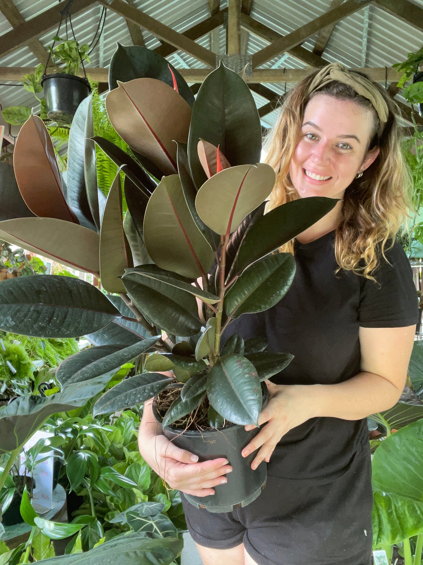 Burgundy Rubber Tree