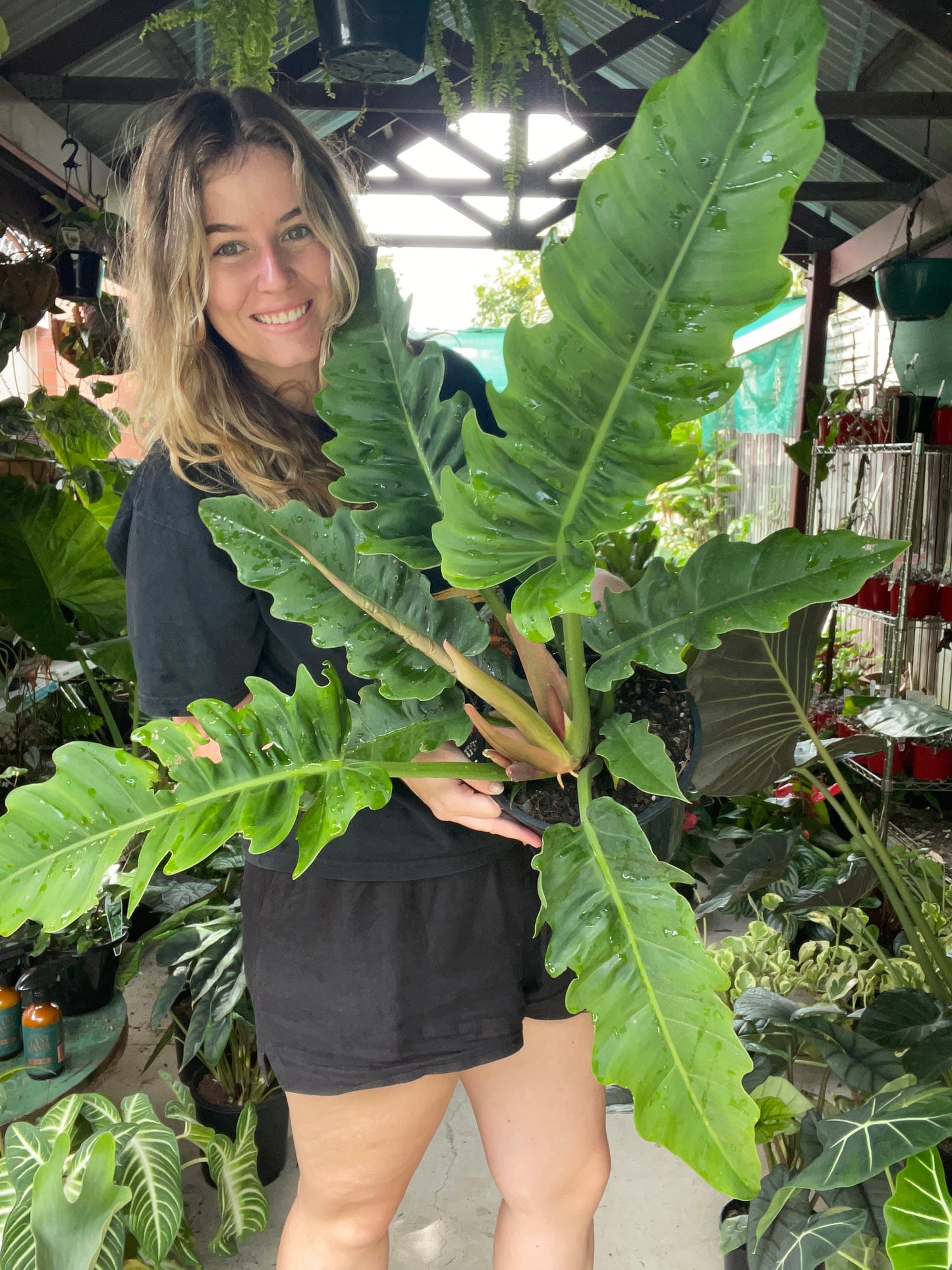 Philodendron Tiger Tooth