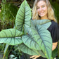 Alocasia Bisma Silver