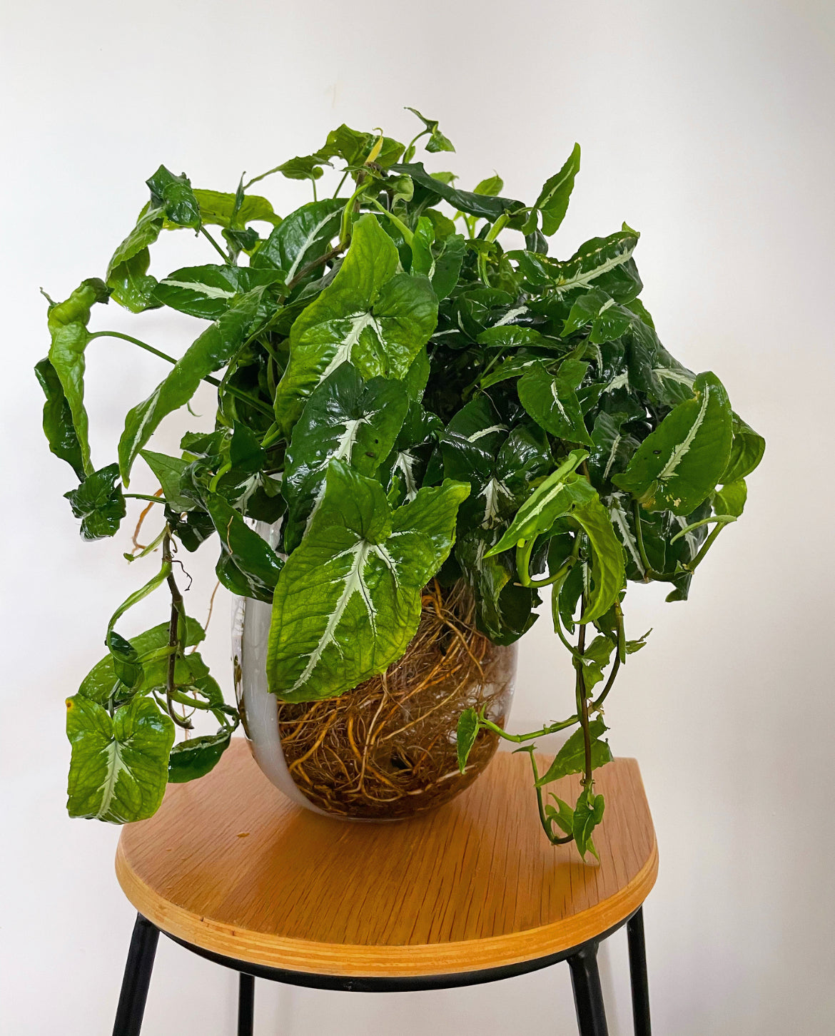 Syngonium Vase Plant