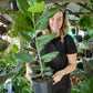 Ficus Audrey