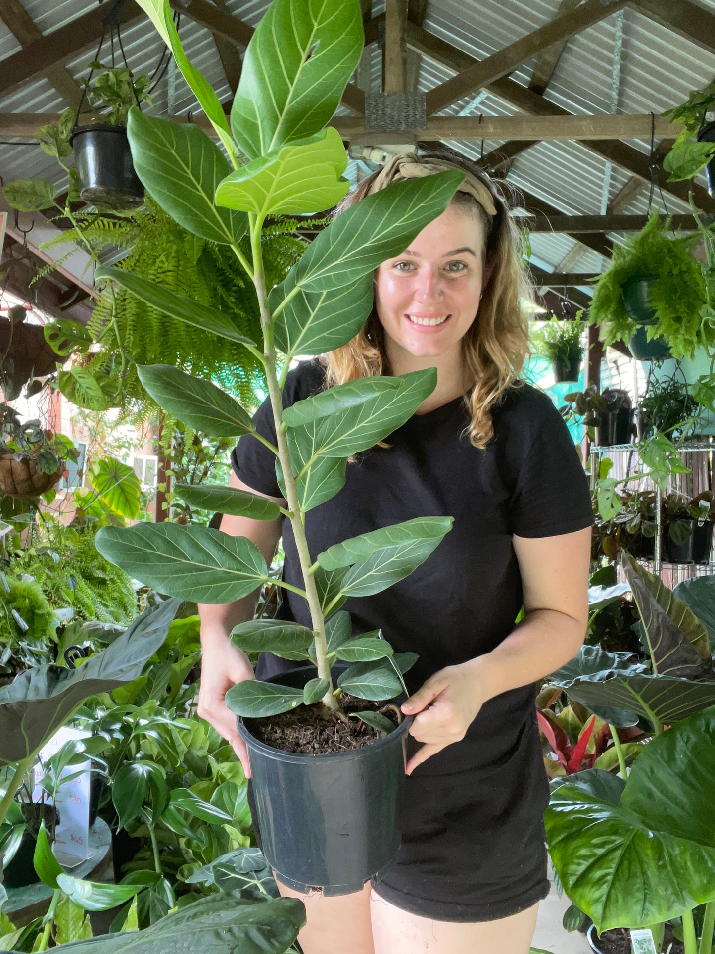 Ficus Audrey