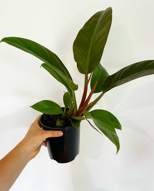 Philodendron Black Cardinal