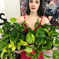 Devils Ivy- Golden Pothos 250mm