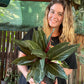 Stromanthe Sanguinea