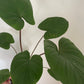 Homalomena Bronze
