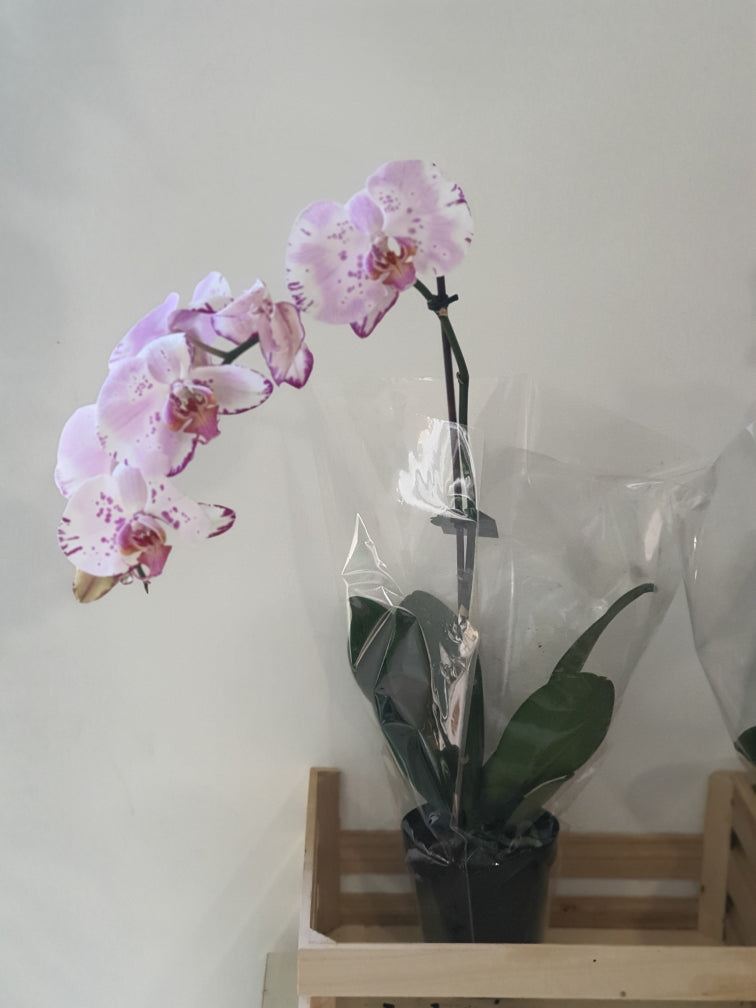 Phalaenopsis Orchid Purple & White