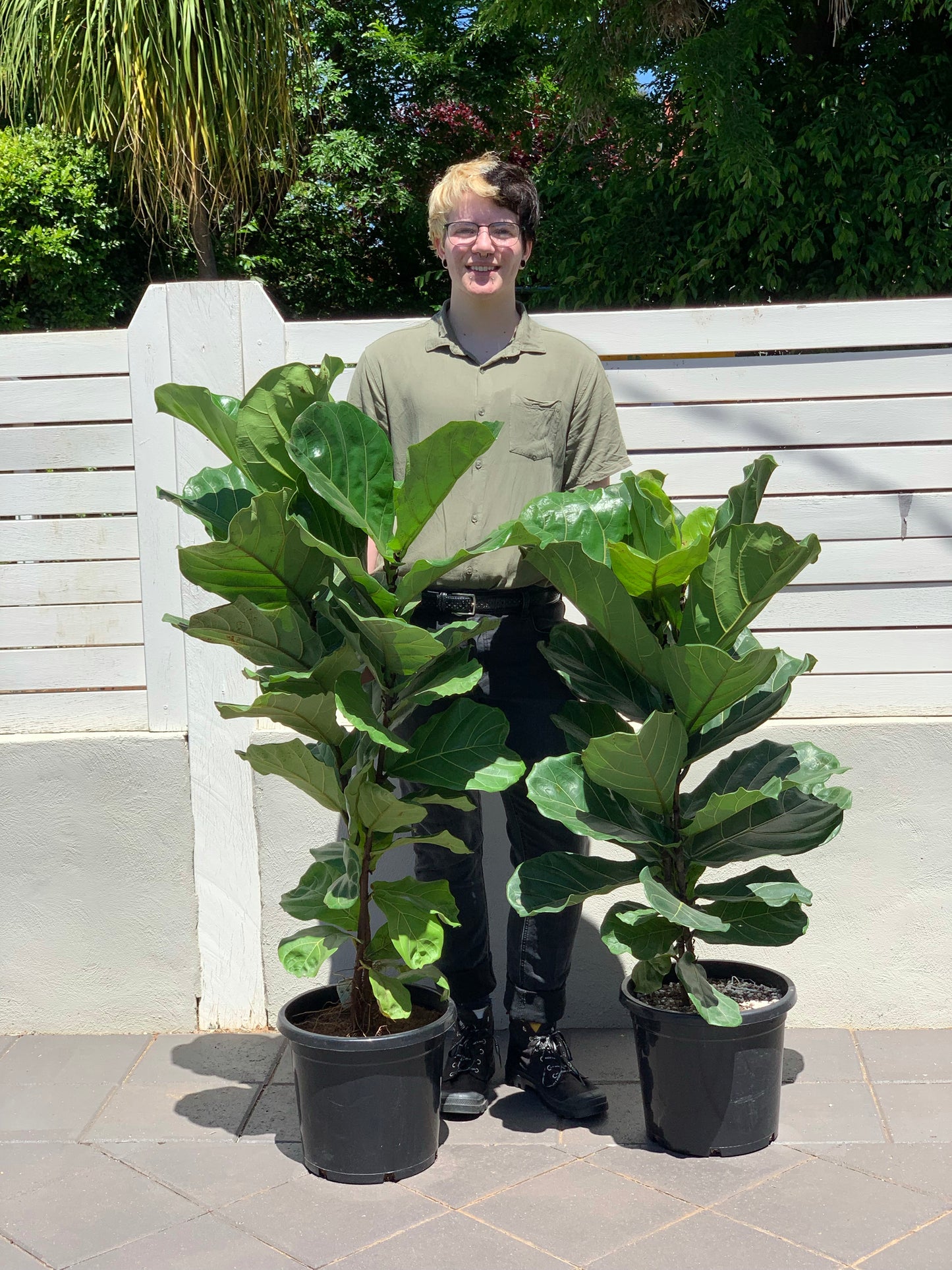 Giant Fiddle Leaf Fig- DUBBO DELIVERY ONLY (PRE-ORDER)