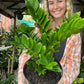 ZZ Plant