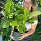Dieffenbachia Reflector