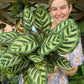 Calathea Makoyana