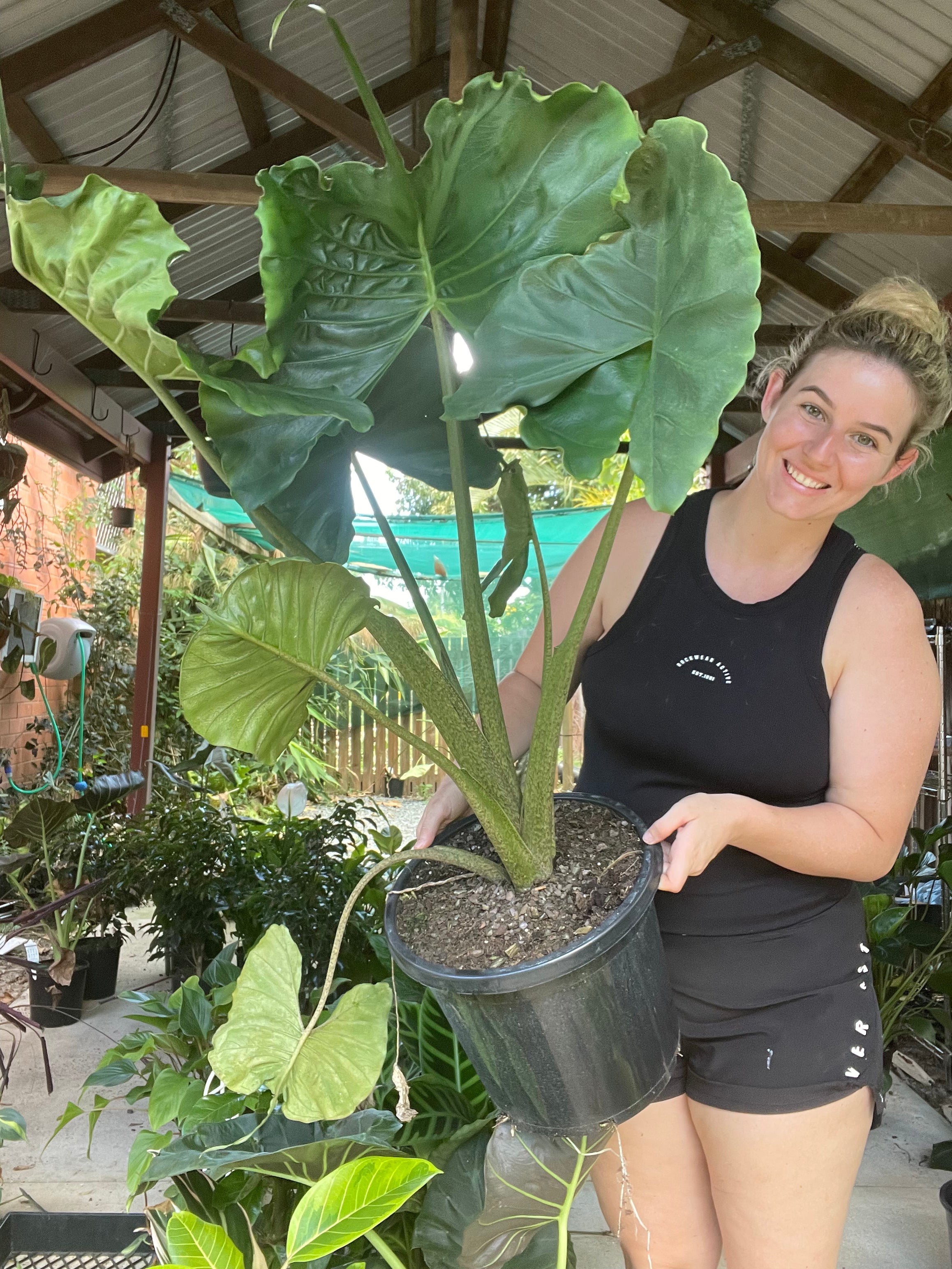 Giant Alocasia Stingray – The Jungle Plant Co